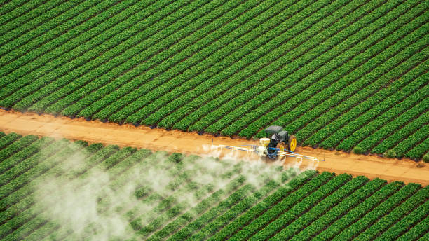 Best Ant Control Services  in Robinson, IL
