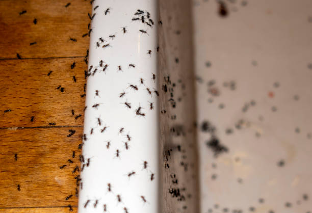 Robinson, IL Pest Control Company
