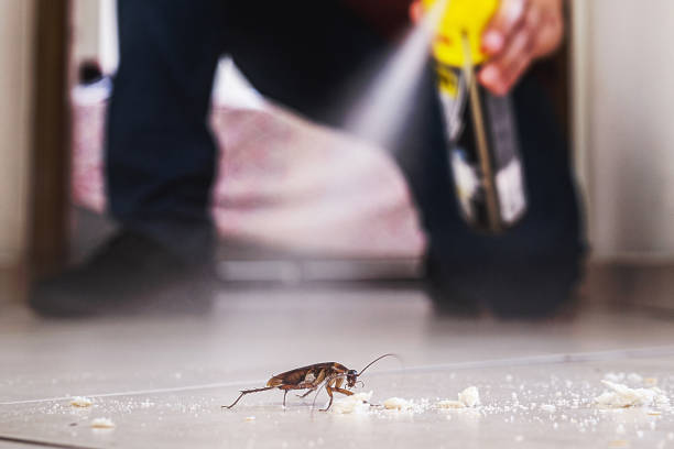 Flea Control Services in Robinson, IL